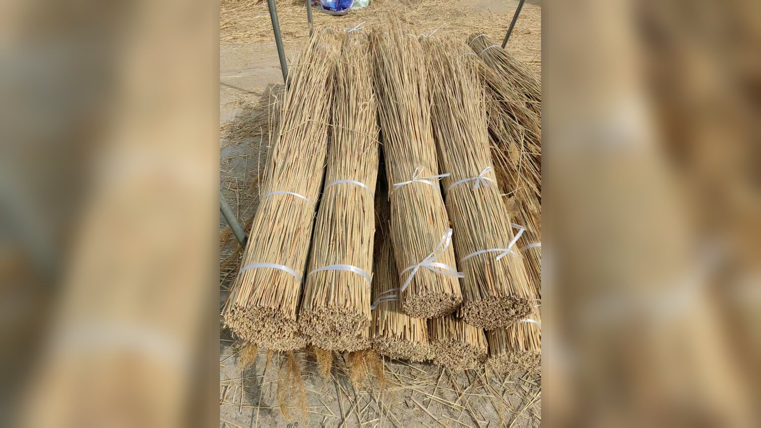 Clean graded water reed bundles ready for inspection