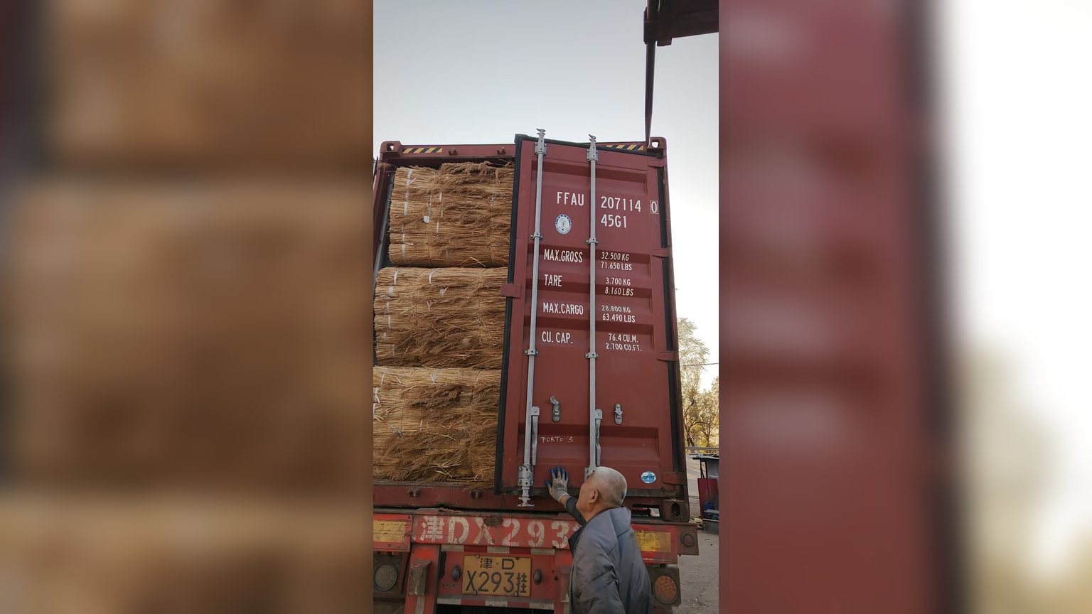 Water reed bundles being loaded for export