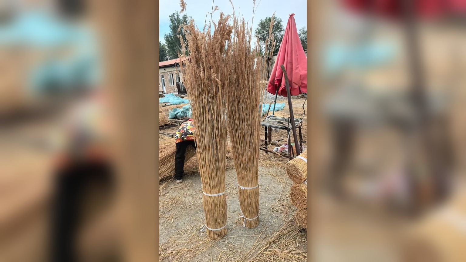 Natural reed screening in a garden terrace
