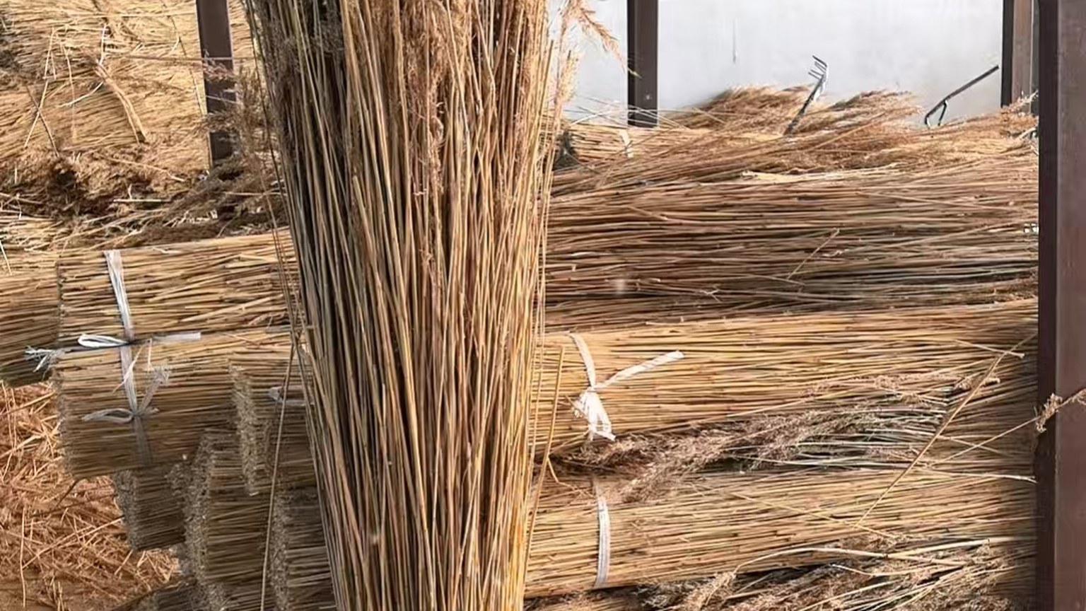 Schilf bundles prepared for German Reet buyers