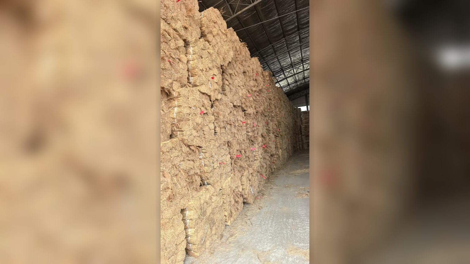 Reed bundles stored dry and ventilated on pallets