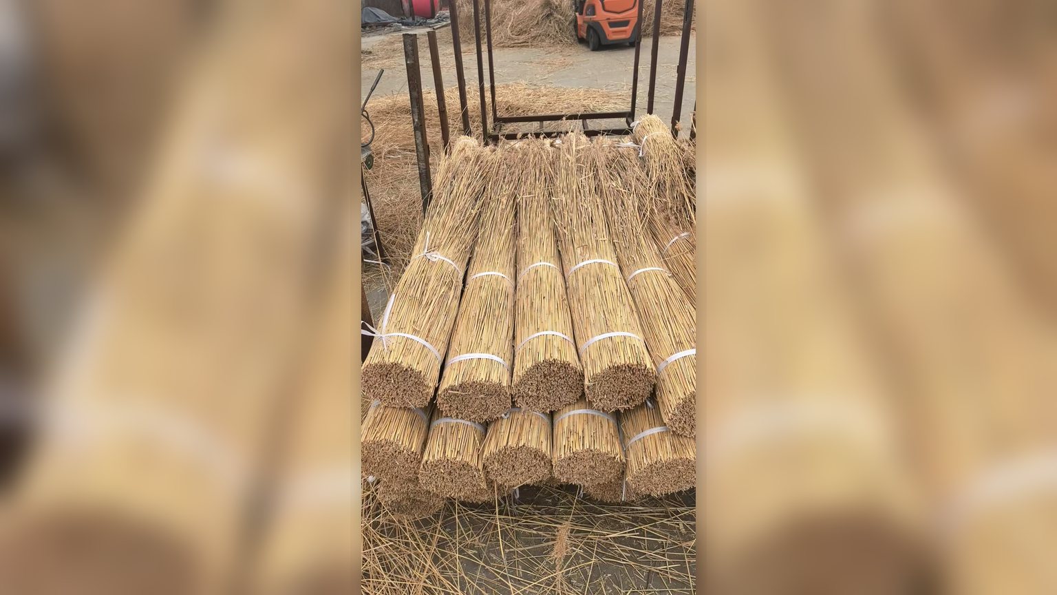 Measured water reed bundles for thatching specifications