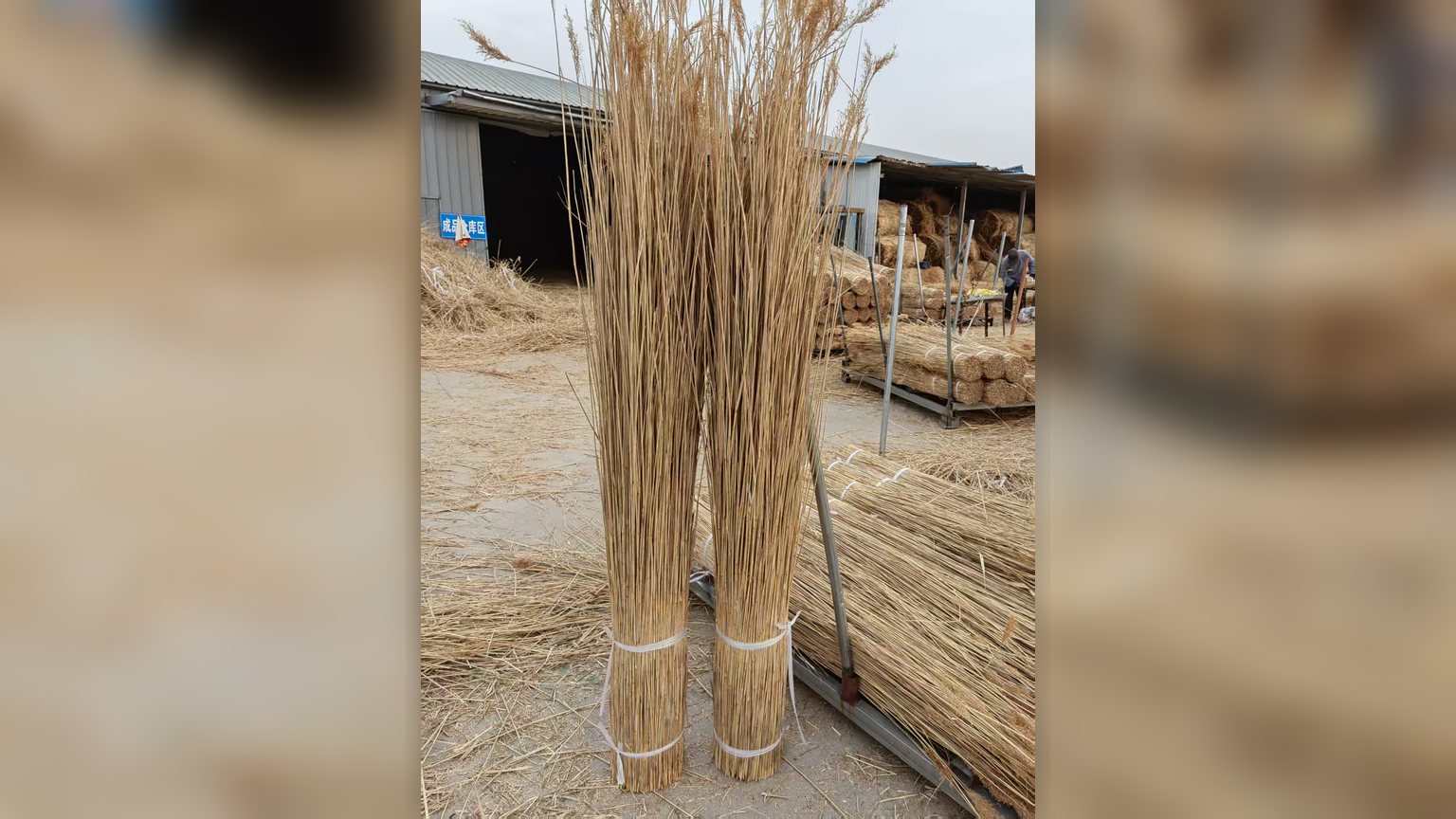 Winter-harvested reed bundles on a frozen wetland