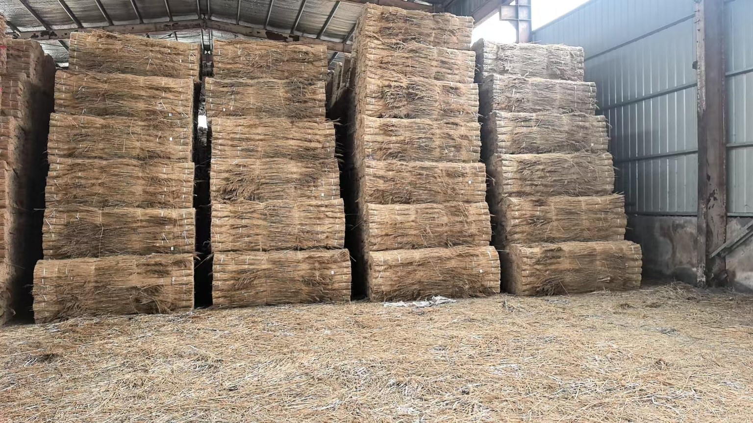 Stacked dry reed bundles in covered storage
