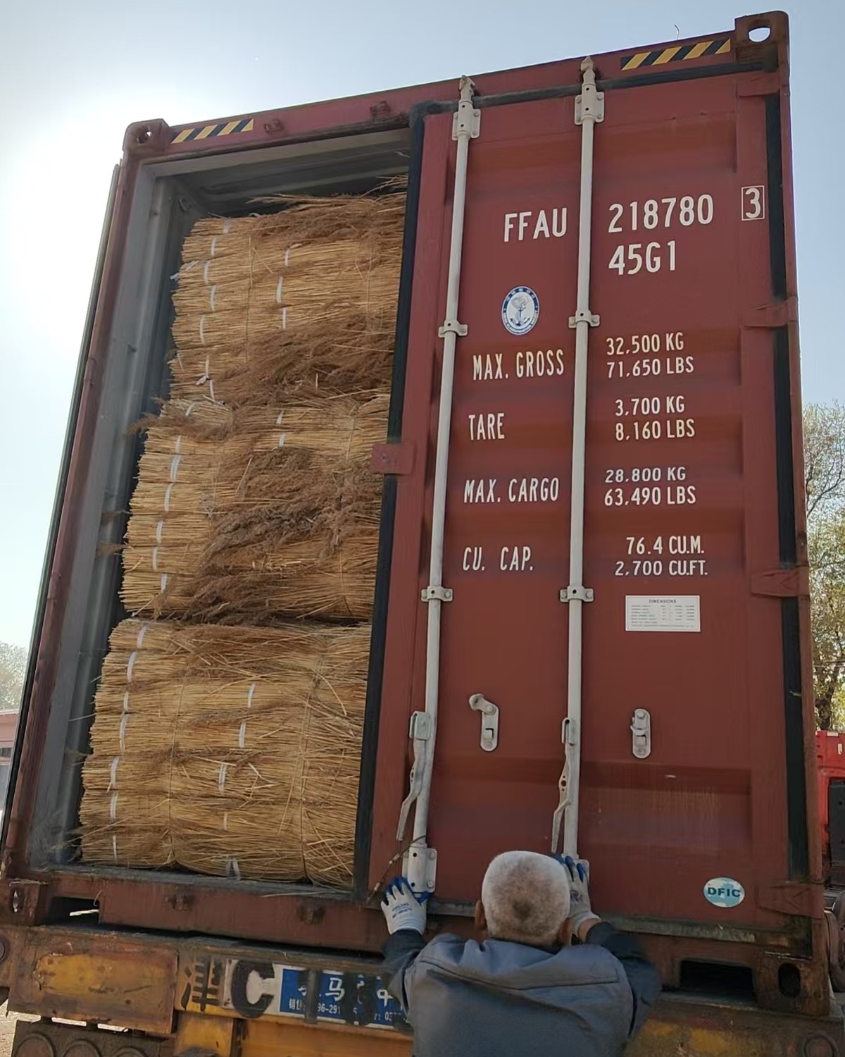 Water reed bundles loaded into a shipping container for export